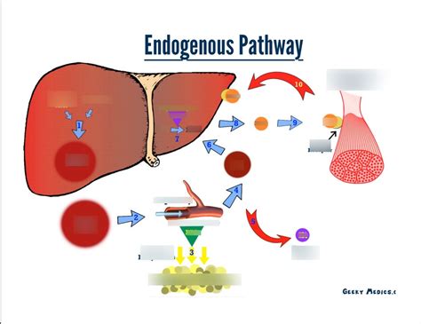 Endogenous pathway Diagram | Quizlet