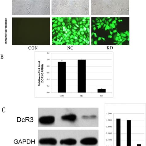 Effects Of Lentivirus Mediated ShRNA Targeting DcR 3 On Cell Morphology