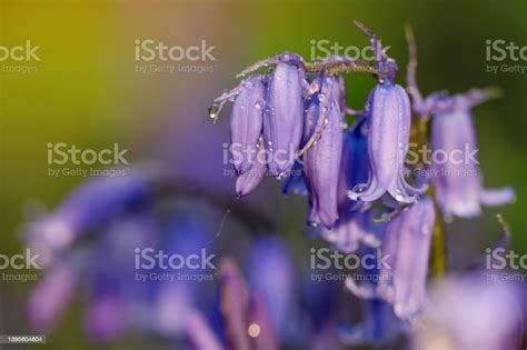 Latar Belakang Bunga Bluebells Yang Menakjubkan Di Padang Rumput Hijau