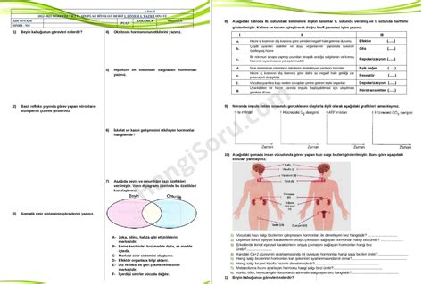 S N F Biyoloji D Nem Yaz L Sorular Ndir Hangisoru