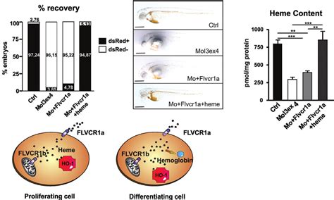 Supplementation With Heme Rescues Anemia In Flvcr A B Morphants A