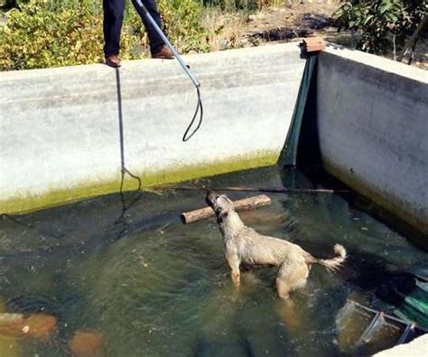 Sulama havuzuna düşen köpeği itfaiye kurtardı Yaşam Haberleri