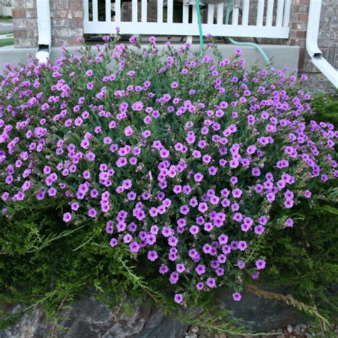 wild  oclock fine gardening