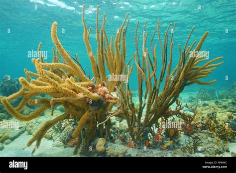 Gorgonian Porous Sea Rod Soft Coral Pseudoplexaura Underwater On A