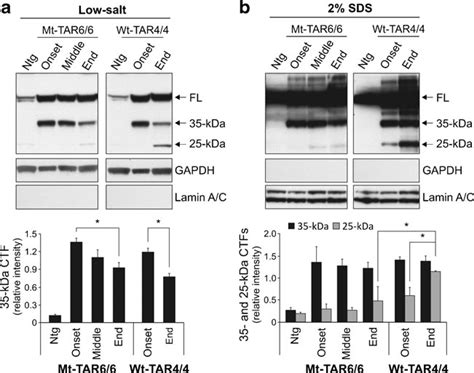 Aberrant Processing Of Tdp 43 In Mutant Tdp 43 Mice A B Immunoblot