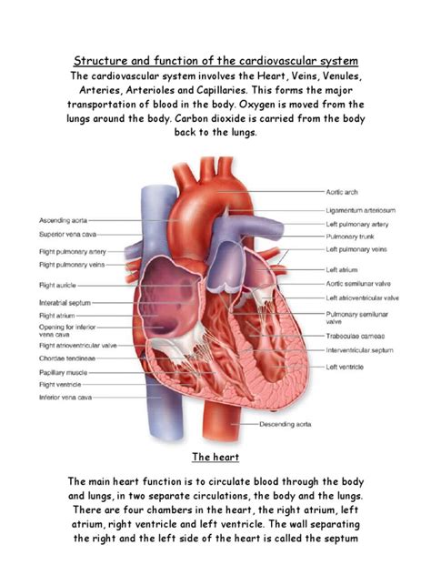 Structure and Function of The Cardiovascular System | PDF | Atrium (Heart) | Circulatory System