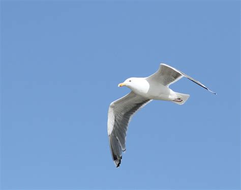 Penny S Hot Birding And Life Fabulous Day At Salthouse Kelling Cley