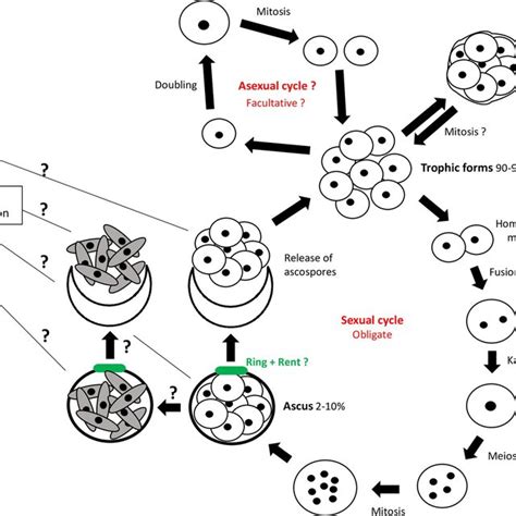 Hypothetical Life Cycle Of Pneumocystis Black Dots Represent Nuclei Download Scientific