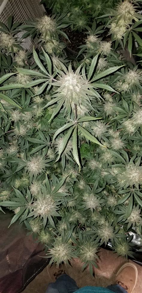 Jelly Rancher / Humboldt Seed Company: photos - GrowDiaries