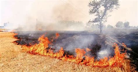 Crop Residue Burning: Cause, Effect and Management