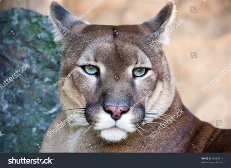 Portrait Wild Cat Puma Captured Zoo Stock Photo 39098815 - Shutterstock