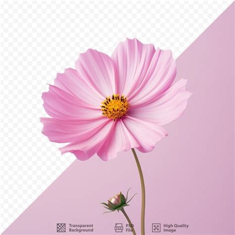 Premium Psd A Pink Flower With The Words The Name Of The Company