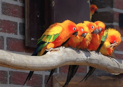 Reflections on Parrot Rescue & Adoption – World Parrot Trust WP