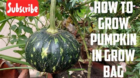 How To Grow Pumpkin Plant In Grow Bags From Seeds To Harvest Youtube