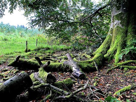 A Moss Covered Tree Seskinore Kenneth Allen Cc By Sa 2 0 Geograph