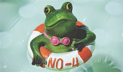 Frosch Figur Schwimmen Kostenloses Foto Auf Pixabay