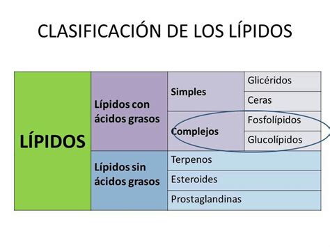 Cuál es la clasificación de los lípidos Brainly lat