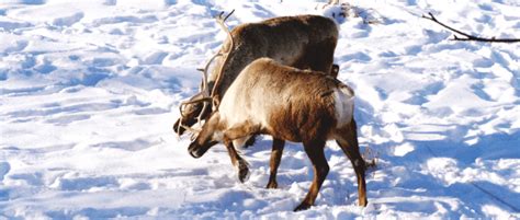 Annual Report Shows Slow Progress for Caribou Conservation - The ...