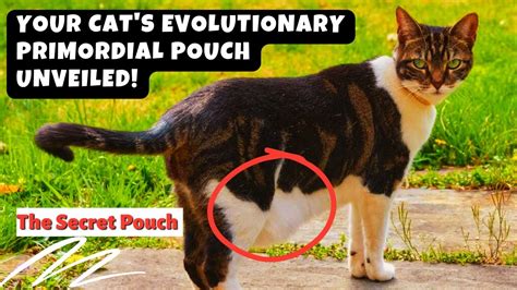 The Secret Pouch Your Cats Evolutionary Primordial Pouch Unveiled