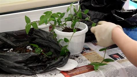 Традесканция. Пересадка. [Надежда и Мир] - YouTube