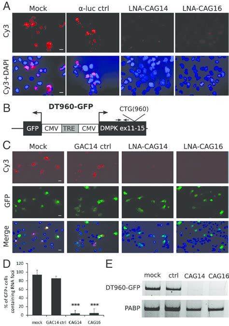 Disruption Of RNA Foci By CAG Gapmers In Cell Culture A RNA Foci