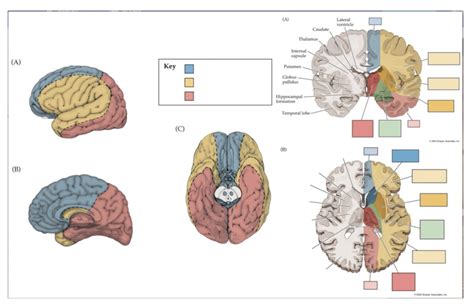 Exam Neuroanatomy Diagram Quizlet