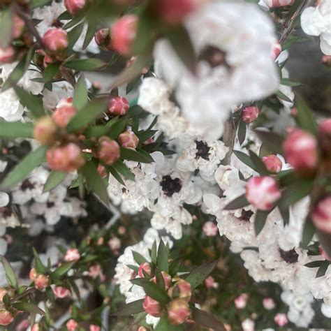 Leptospermum Scoparium Princess Anne Manuka L Lushingtons