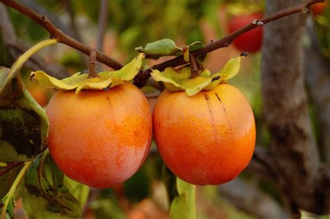 Persimmon Tree Growing Conditions Gardening Know How