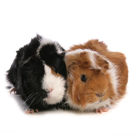 Pet Store Guinea Pigs For Sale Stores UK | www.og6666.com
