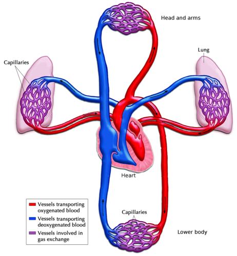 Circulatory System Drawing at PaintingValley.com | Explore collection ...