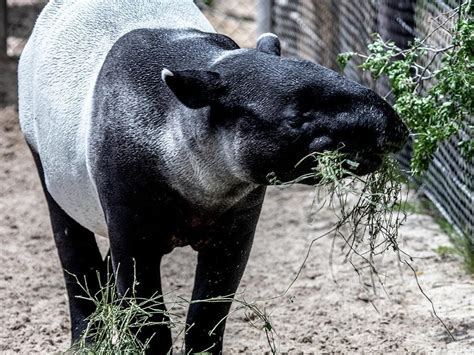 Malayan Tapir - Denver Zoo