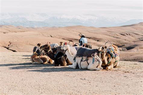 Au D Part De Marrakech Balade Dos De Chameau Dans Le D Sert D