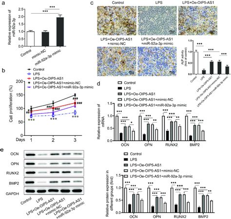 Mir 92a 3p Upregulation Reversed The Effect Of Oip5 As1 On The