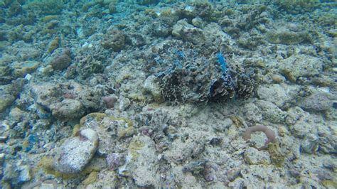 Kapal Rusak Karang Kado Pahit 27 Tahun Usia Penetapan TN Bunaken