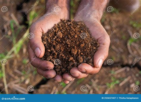 Farmers Expert Hands Check Soil Health Before Planting Vegetable Seeds