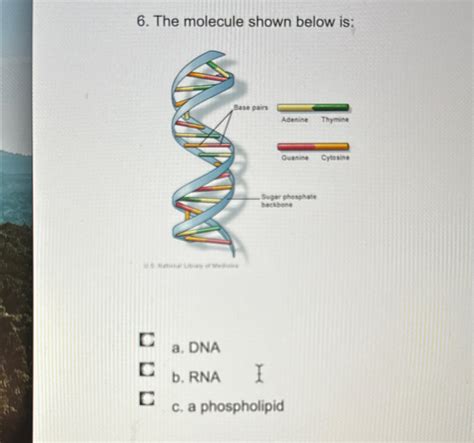 Solved The Molecule Shown Below Is Ca DNACb RNACc A Chegg