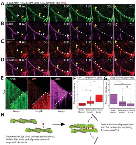 Competition Between Tropomyosin Fimbrin And ADF Cofilin Drives Their