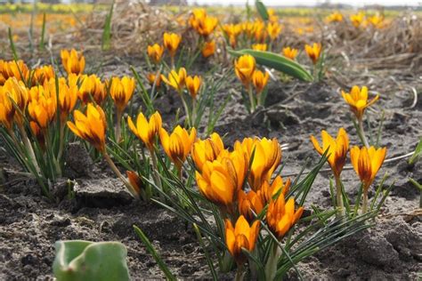 Krokus Orange Monarch Natural Bulbs Nl