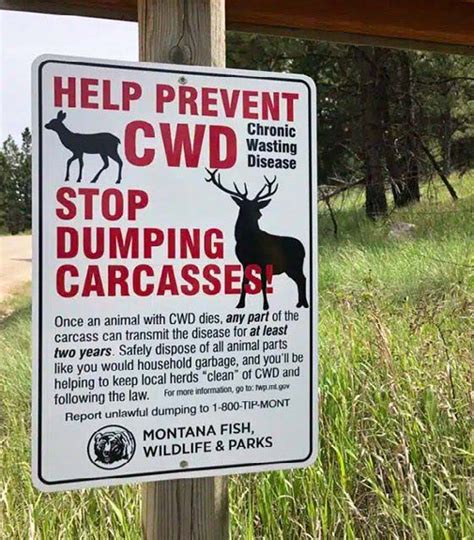 Deer Disease: Are CWD and EHD Still Problems? - North American Bow Hunter