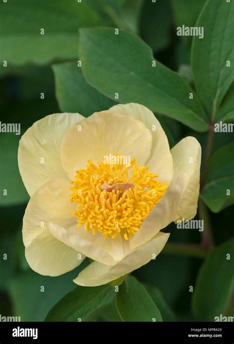 Paeonia Mlokosewitschii Molly The Witch Hi Res Stock Photography And