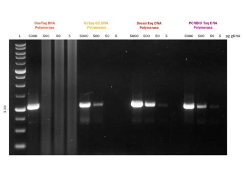 Pcrbio Taq Dna Polymerase Mixes Pcr Biosystems