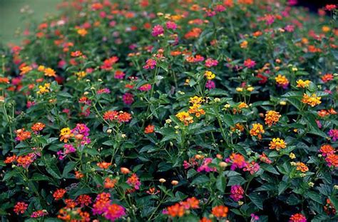 Lantana Camara Alchetron The Free Social Encyclopedia