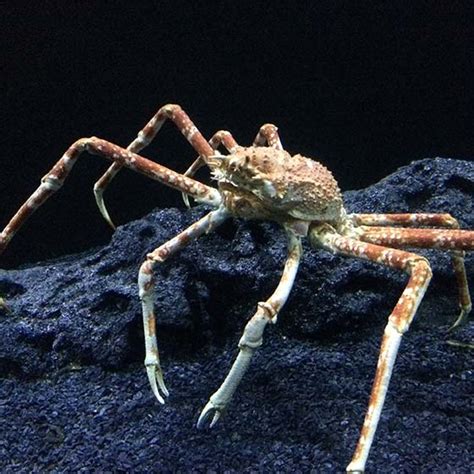 Crabe Araign E G Ant Du Japon Aquarium La Rochelle