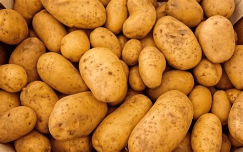 Combat Potato Blight With Resistant Varieties