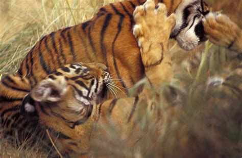 Endangered Bengal Tiger Cubs Play Photograph by Jason Edwards