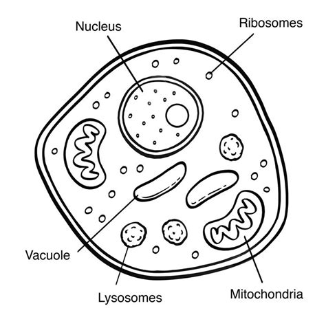 Eukaryotic Cell | Eukaryotic cell, Plant cell drawing, Cytoplasm drawing