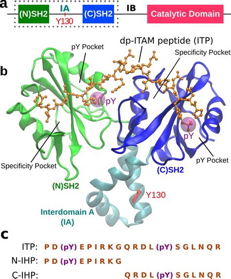 The structure of Syk tyrosine kinase. (a) The domain structure of Syk ...