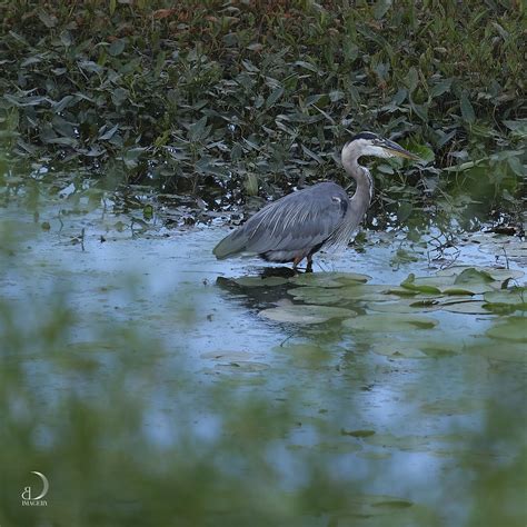 Great Greyblue Heron Bd168 Flickr