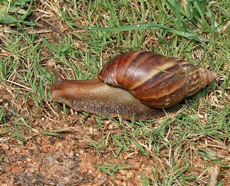 Picture 1 of 6 - Giant African Land Snail (Achatina Fulica) Pictures ...