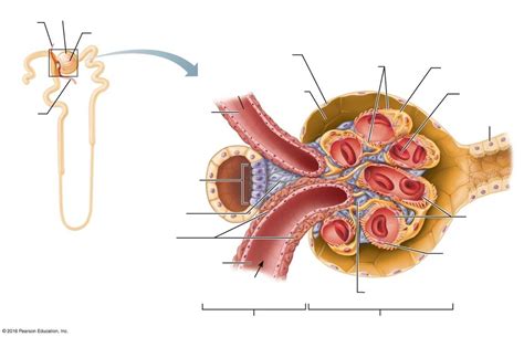 Juxtaglomerular complex Diagram | Quizlet